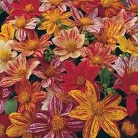 Dahlia variabilis \'Fireworks Mixed\' - 1 packet (50 dahlia seeds)