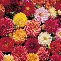 Dahlia variabilis \'Double Extreme\' - 1 packet (25 dahlia seeds)