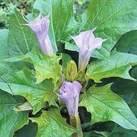 Datura metel \'La Fleur Lilac\' - 1 packet (10 datura seeds)