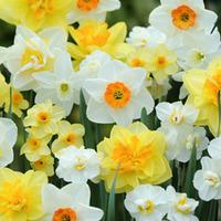 Daffodil \'T&M Mixed\' - 80 narcissus bulbs