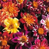 Dahlia variabilis \'Collarette Dandy\' - 1 packet (55 dahlia seeds)