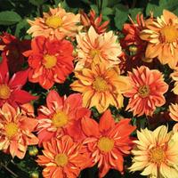 dahlia variabilis sunny reggae 1 packet 40 dahlia seeds