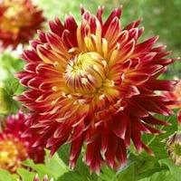 Dahlia \'Akita\' - 4 dahlia tubers