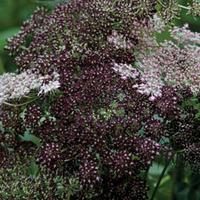 Daucus carota \'Dara\' - 1 packet (75 daucus seeds)