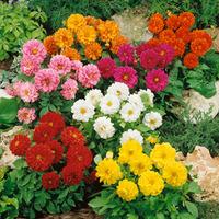 Dahlia \'Figaro Mixed\' (Garden Ready) - 30 dahlia garden ready plants