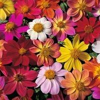 Dahlia coccinea \'Species Mixed\' - 1 packet (25 dahlia seeds)