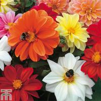 Dahlia \'T&M Patio Choice\' - 10 dahlia tubers