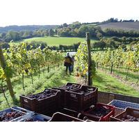Daws Hill Vineyard Tour and Tasting for Four