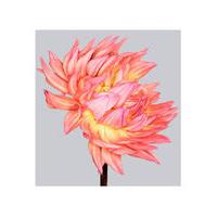 Dahlia 4 by Philip Gatward