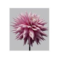 Dahlia 12 by Philip Gatward