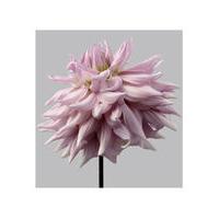Dahlia 9 by Philip Gatward