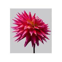 Dahlia 10 by Philip Gatward