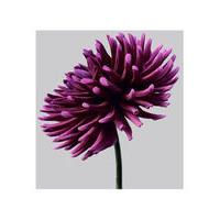 Dahlia 3 by Philip Gatward