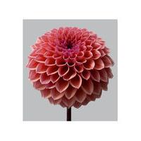 Dahlia 11 by Philip Gatward