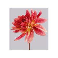 Dahlia 7 by Philip Gatward