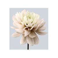 Dahlia 8 by Philip Gatward