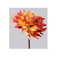 Dahlia 6 by Philip Gatward