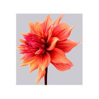 Dahlia 2 by Philip Gatward
