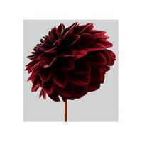 Dahlia 1 by Philip Gatward