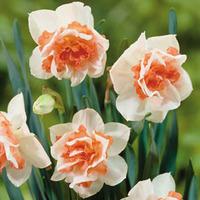 Daffodil \'Replete Improved\' - 20 daffodil bulbs