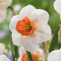 Daffodil \'Brooke Ager\' - 10 narcissus bulbs