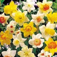 Daffodil \'Sunshine Mix\' - 40 daffodil bulbs