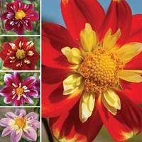 Dahlia Collarette Collection 5 Tubers