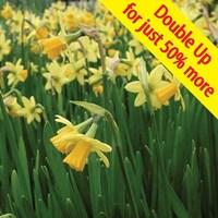 Daffodil Tete-a-Tete 100 Bulbs