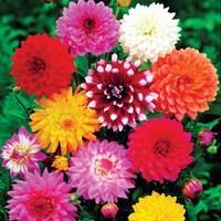 Dahlias 10 Tubers