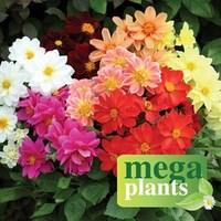 Dahlia Jewel 12 Mega Plants