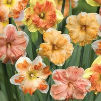 Daffodil \'Sunrise Butterflies\' - 10 daffodil bulbs