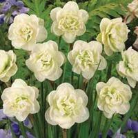 Daffodil \'Rose of May\' - 20 daffodil bulbs