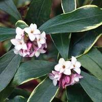 Daphne odora \'Aureomarginata\' - 2 Daphne plants in 11cm pots