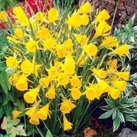 Daffodil \'Golden Bells\' - 20 daffodil bulbs