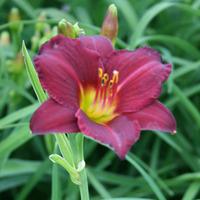 Daylily \'Stella in Red\' (Large Plant) - 1 Daylily plant in 1 litre pot