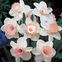 Daffodil \'Pink Blush Collection\' - 40 daffodil bulbs - 10 of each variety