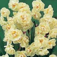 Daffodil \'Cheerfulness\' - 10 daffodil bulbs