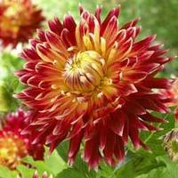 Dahlia \'Akita\' - 2 dahlia tubers