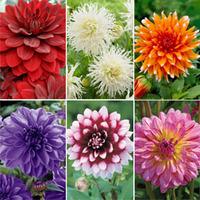 Dahlia \'Spectacular Collection\' - 6 bare root dahlia plants - 1 of each variety