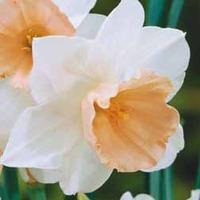 Daffodil \'Salome\' - 10 daffodil bulbs