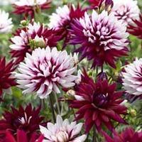 Dahlia \'Rebecca\'s World\' - 2 dahlia tubers