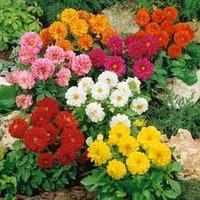 Dahlia \'Figaro Mix\' - 72 dahlia plug tray plants