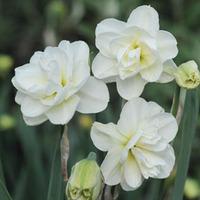 Daffodil \'Rose of May Improved\' - 10 daffodil bulbs