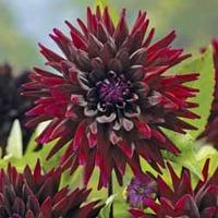 Dahlia \'Nuit D\'Eté\' - 2 dahlia tubers