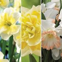 Daffodil Mix 30 Bulbs