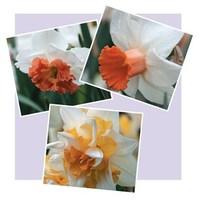 Daffodil Perfect Peaches and White Collection 30 Bulbs