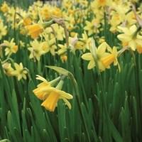 Daffodil Tete-a-Tete 50 Bulbs