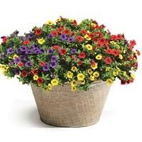 Darcy Planter with Petunia Trillion Bells Carnival Mix