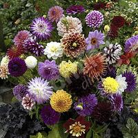 Dahlia tubers - Hybridisers Mix pack x 10