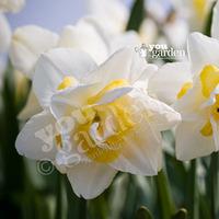 Daffodil White Lion Size:12/14 pack of 8 bulbs